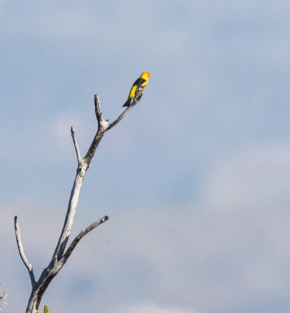 Western Tanager - ML617813812