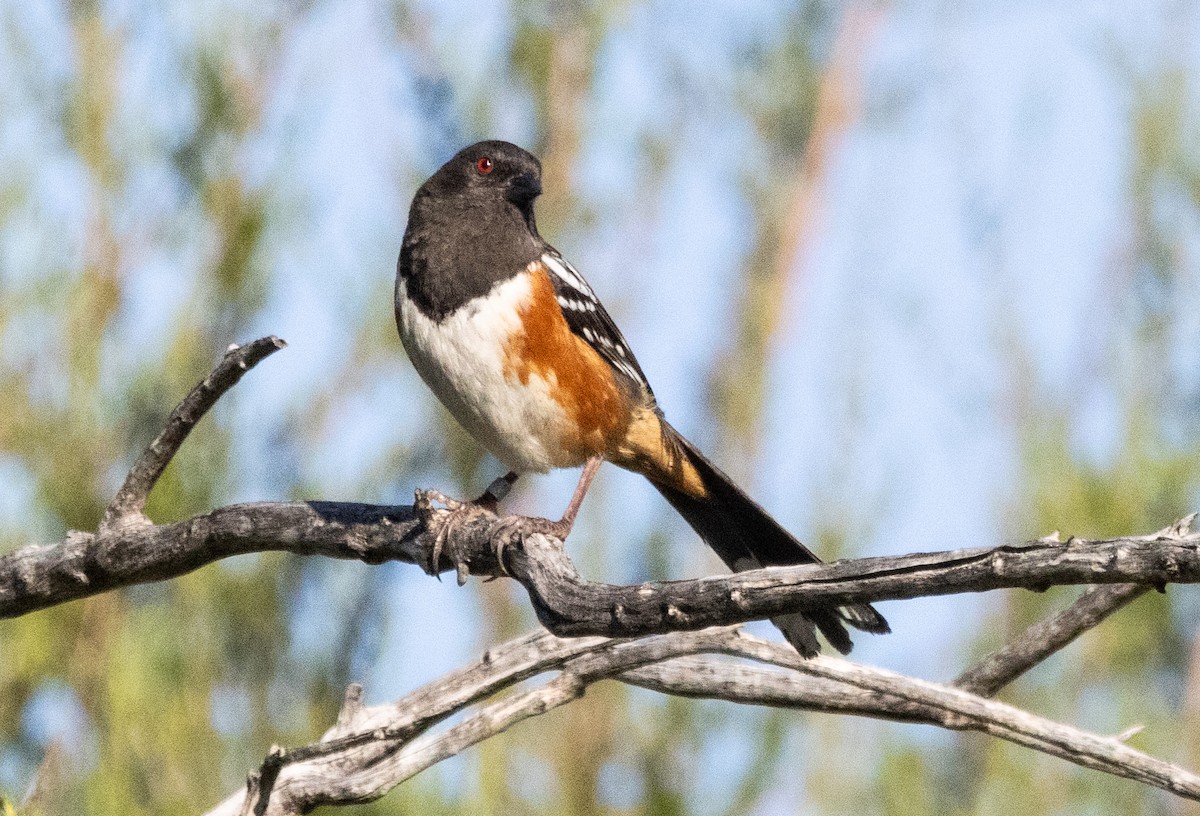 Spotted Towhee - ML617813817