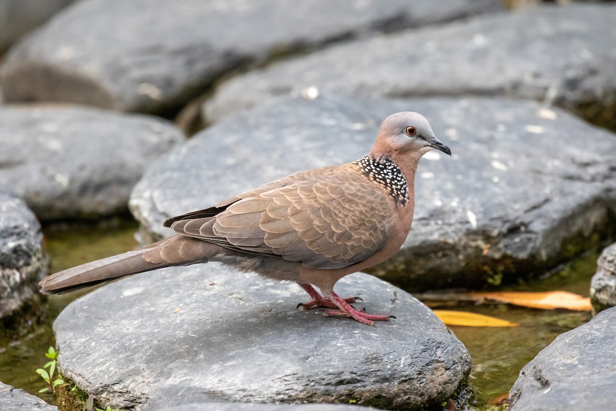 Spotted Dove (Eastern) - ML617813835