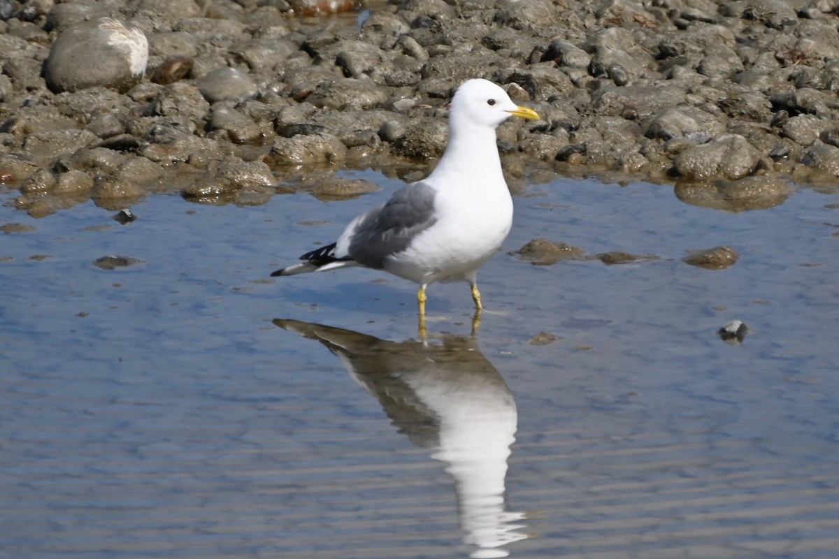 Short-billed Gull - Syd Cannings