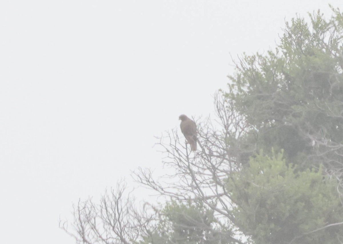 Red-tailed Hawk - ML617813919