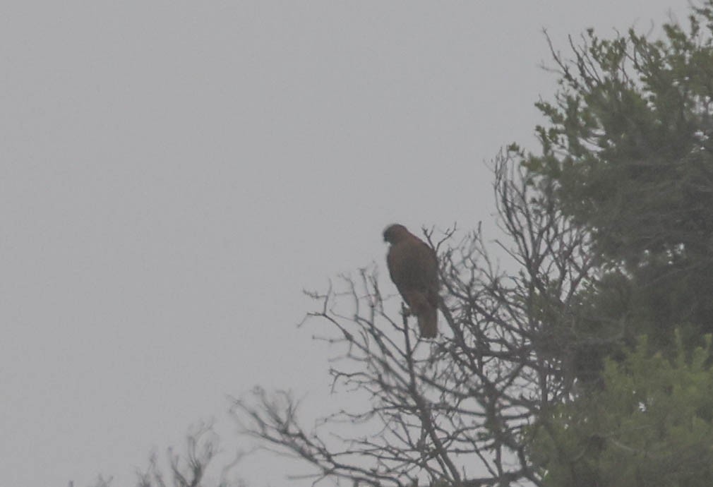 Red-tailed Hawk - ML617813920