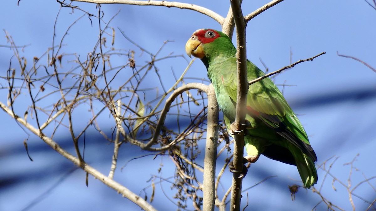 White-fronted Parrot - Quentin Brown