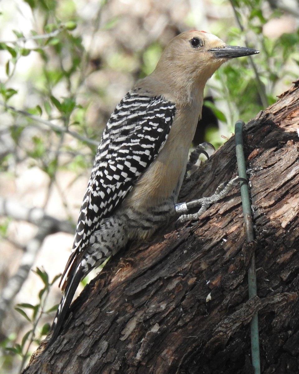Gila Woodpecker - ML617813934