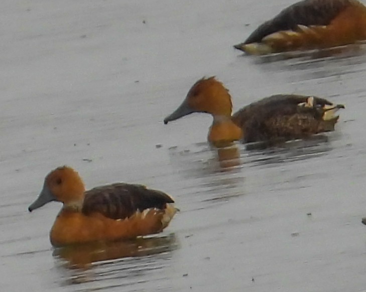 Fulvous Whistling-Duck - ML617813952
