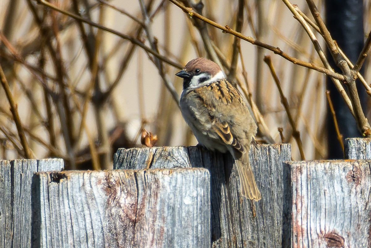 Eurasian Tree Sparrow - ML617813974