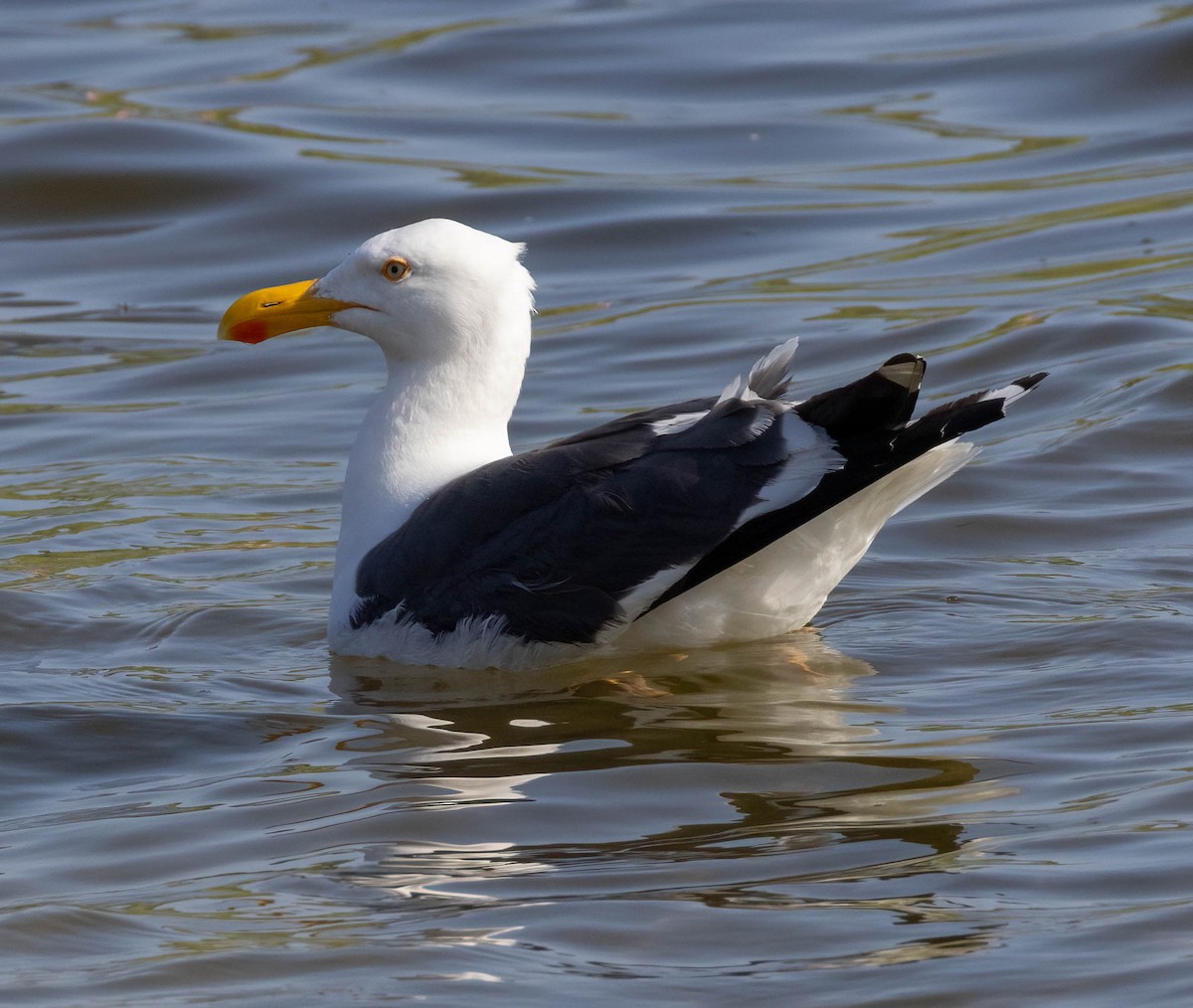 Yellow-footed Gull - Christine Jacobs