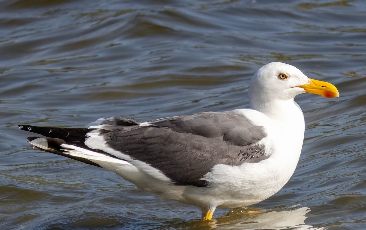 Yellow-footed Gull - ML617814007