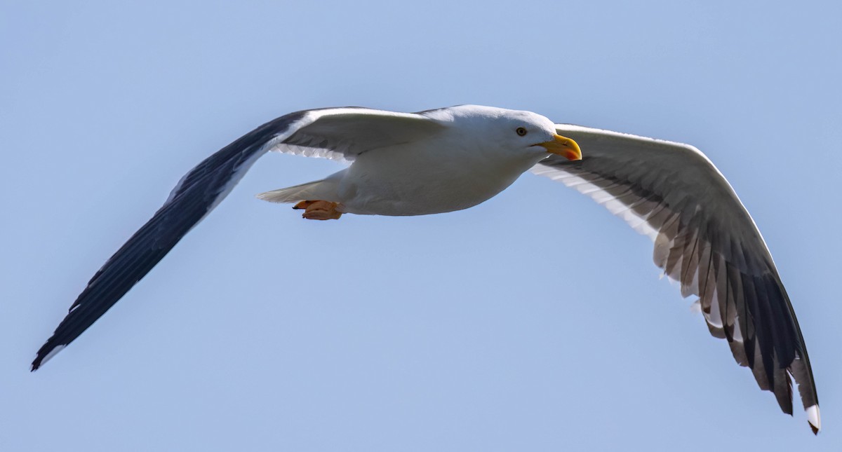 Yellow-footed Gull - ML617814008