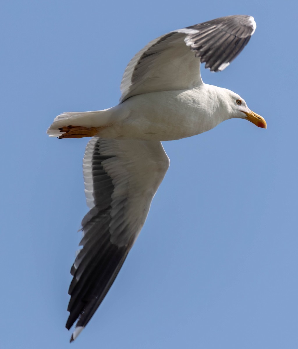 Yellow-footed Gull - ML617814009