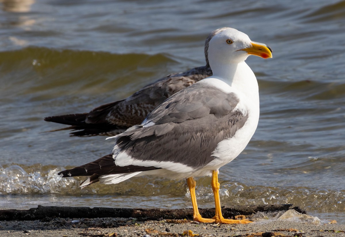Yellow-footed Gull - ML617814011