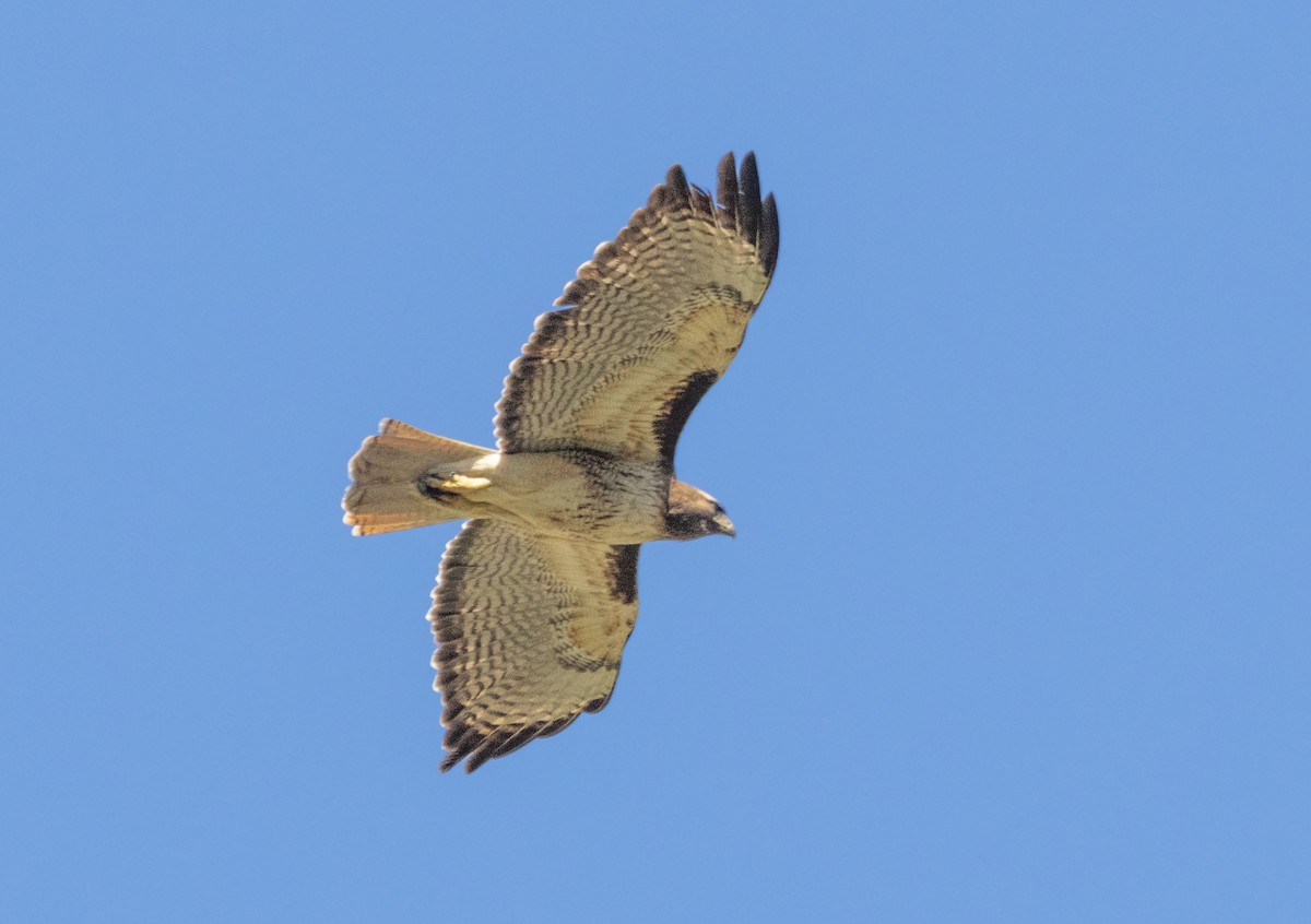 Red-tailed Hawk - ML617814123