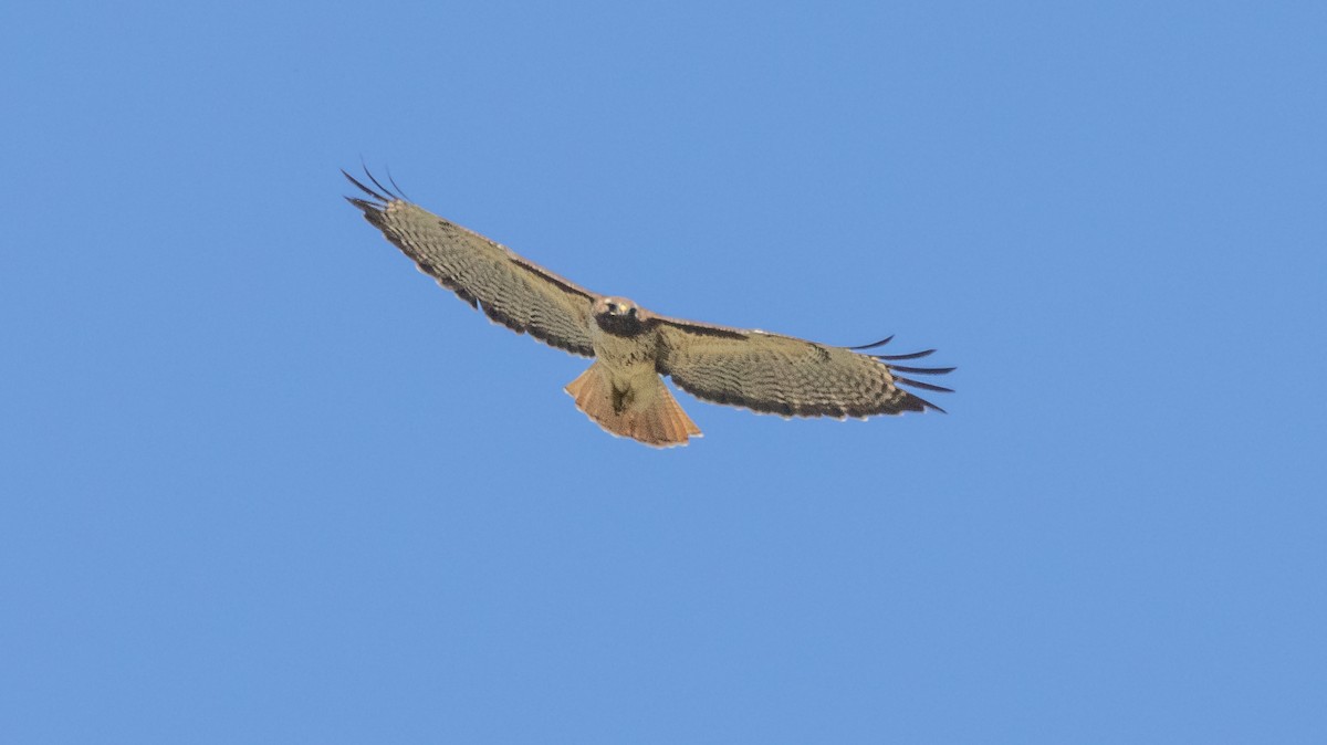 Red-tailed Hawk - ML617814127