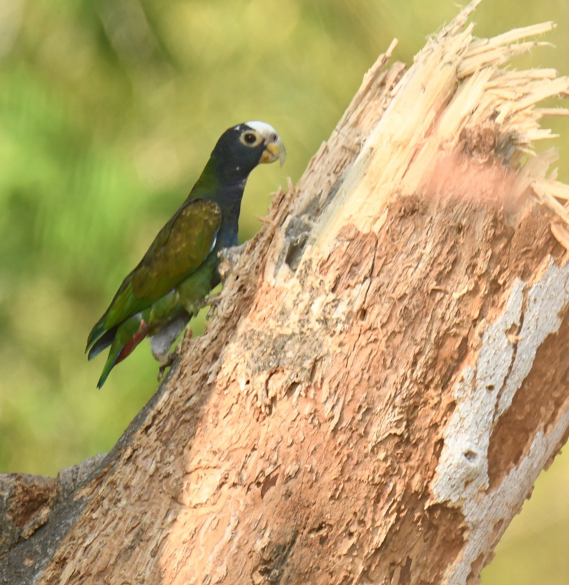 White-crowned Parrot - ML617814153