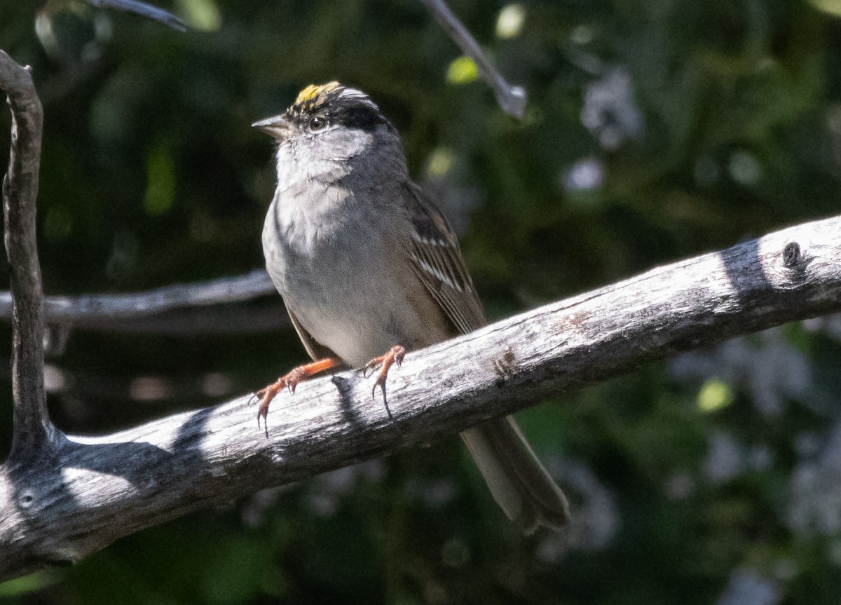 Golden-crowned Sparrow - Timothy Aarons