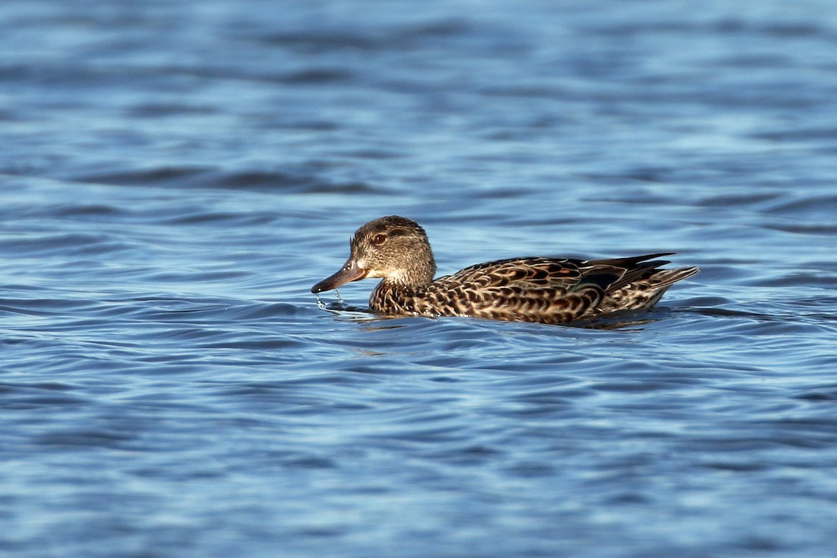 Green-winged Teal - ML617814171