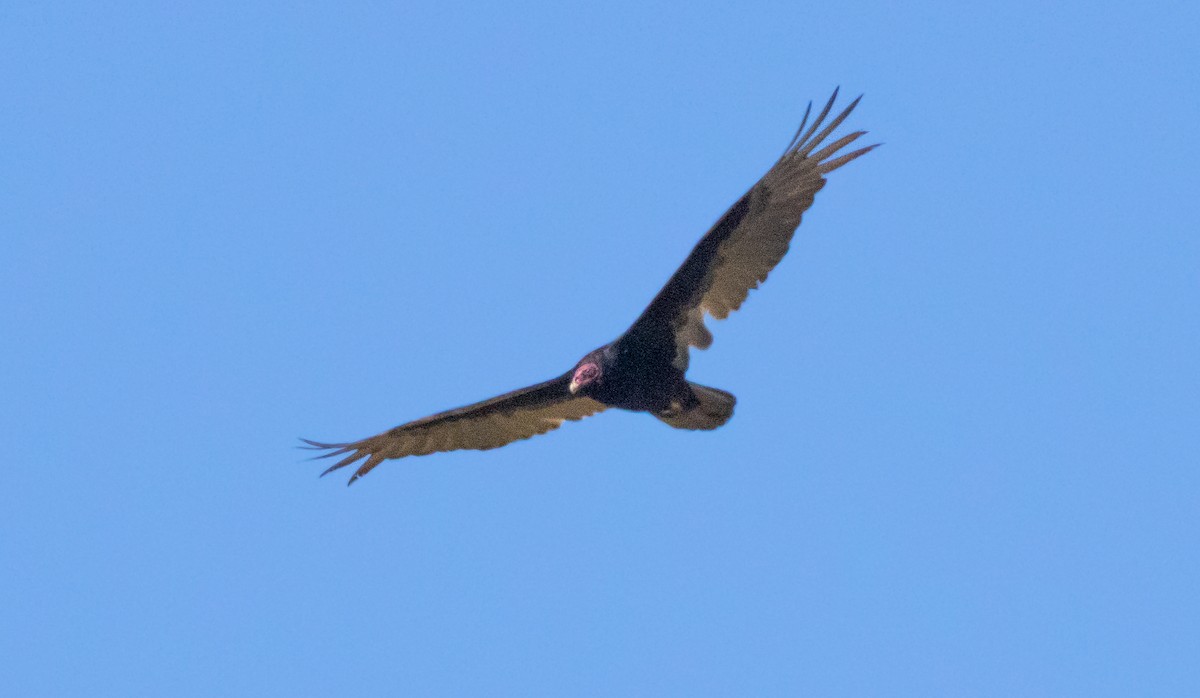 Turkey Vulture - ML617814178