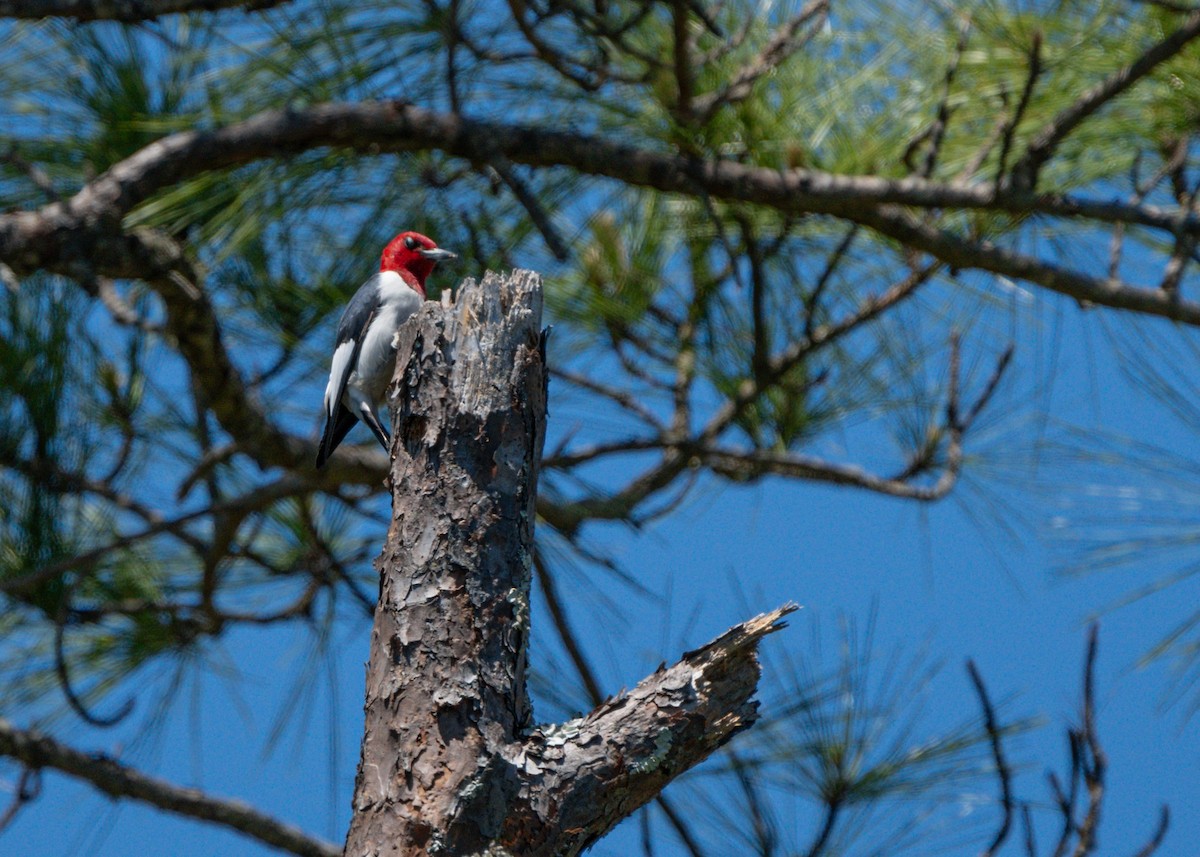 Red-headed Woodpecker - ML617814242