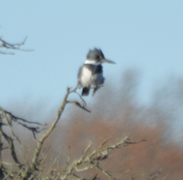 Belted Kingfisher - ML617814279
