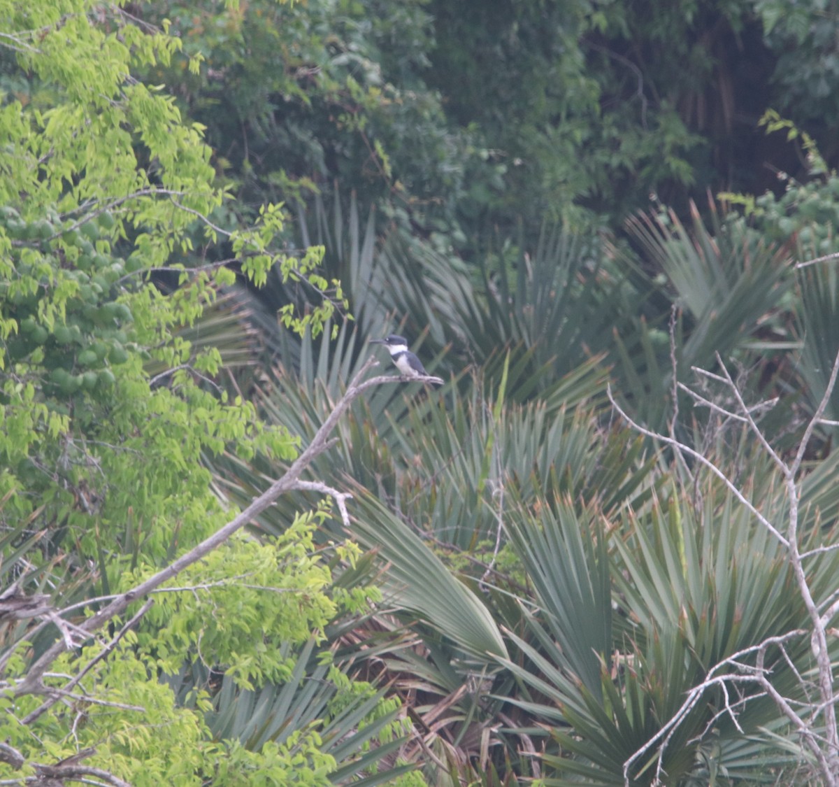 Belted Kingfisher - ML617814282