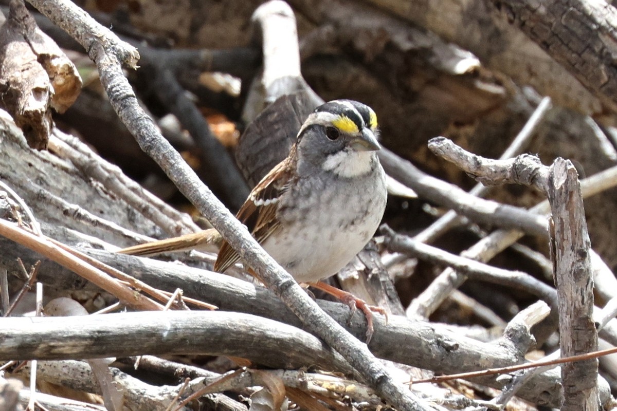 White-throated Sparrow - ML617814288