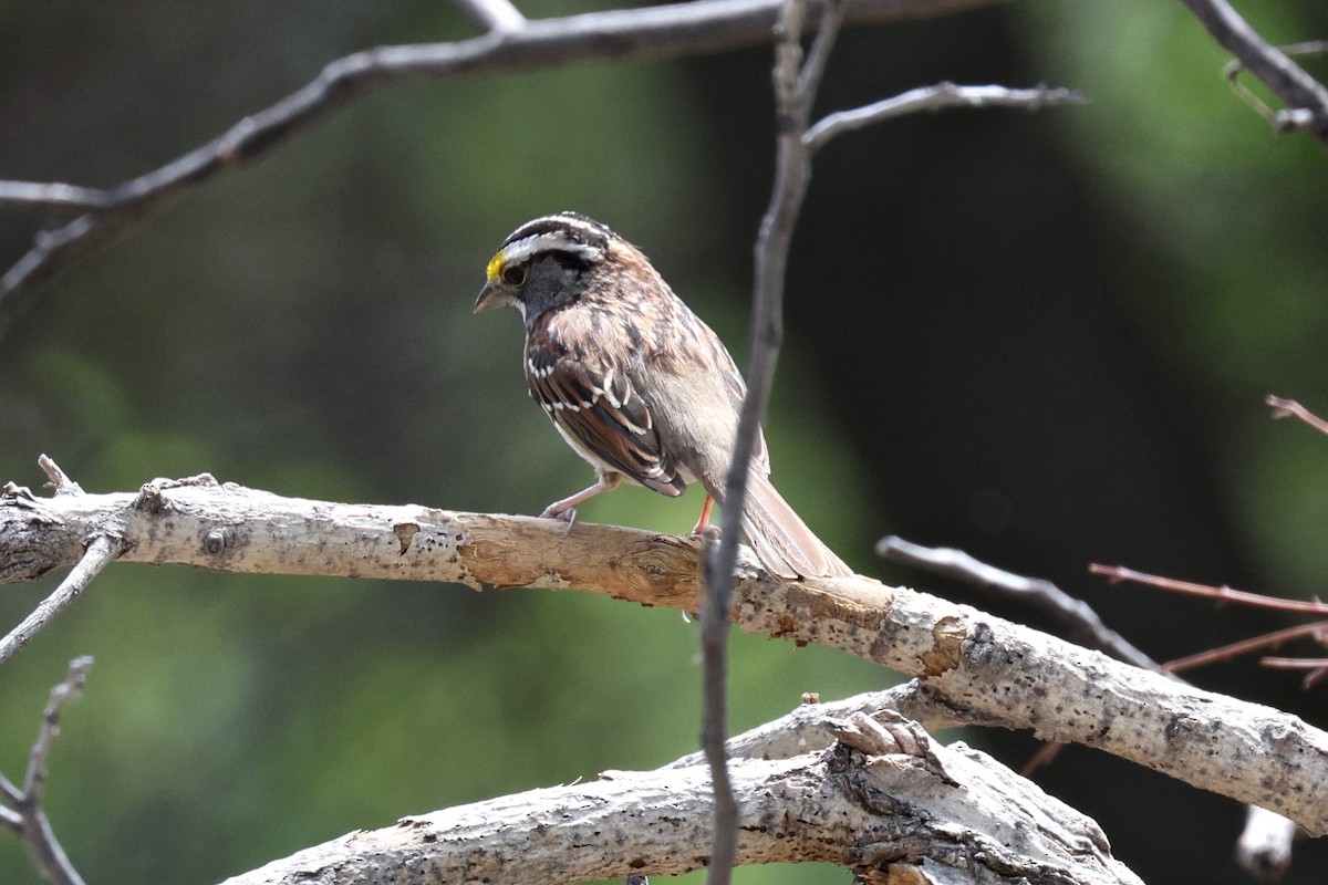White-throated Sparrow - Ginger Spinelli