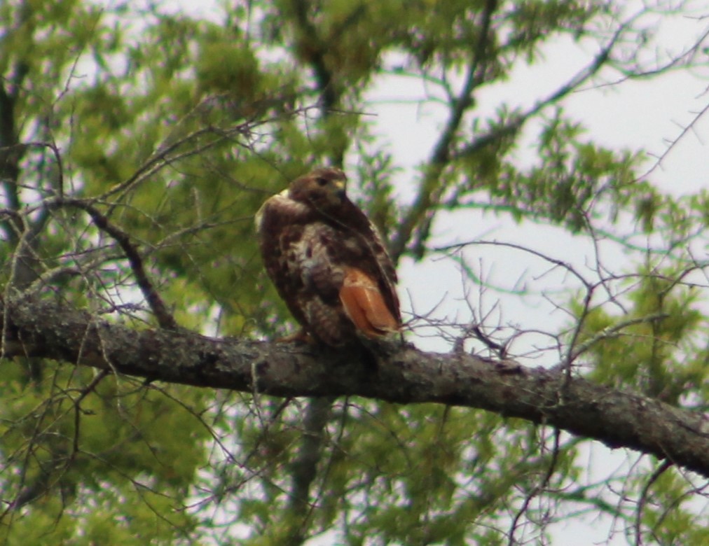 Red-tailed Hawk - ML617814303