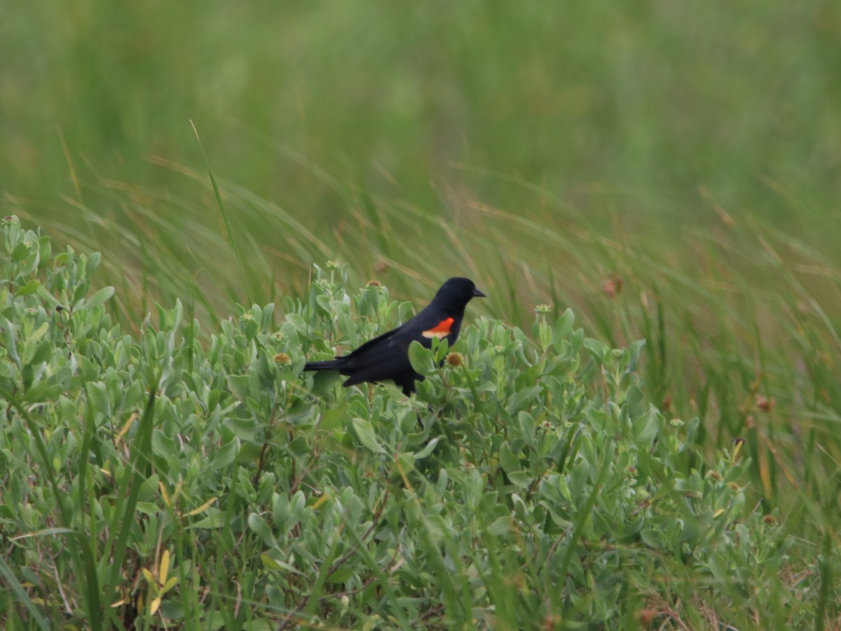 Red-winged Blackbird - ML617814318
