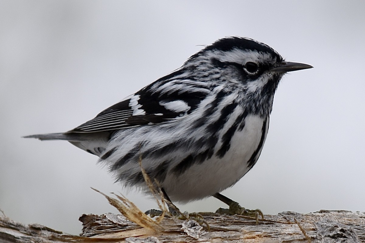 Black-and-white Warbler - ML617814335