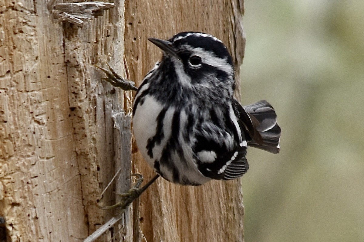 Black-and-white Warbler - ML617814336