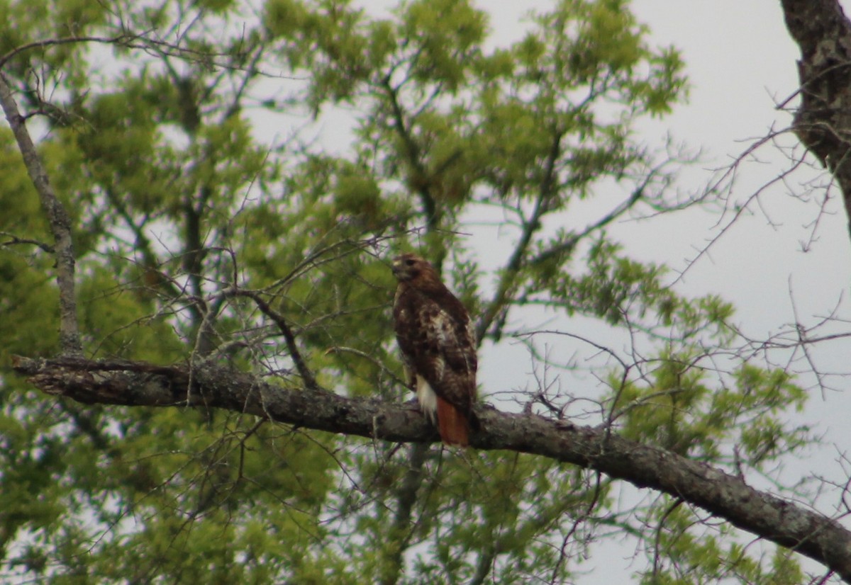 Red-tailed Hawk - ML617814348