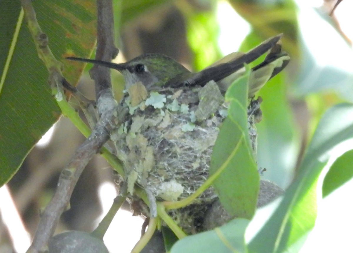 Anna's Hummingbird - ML617814445