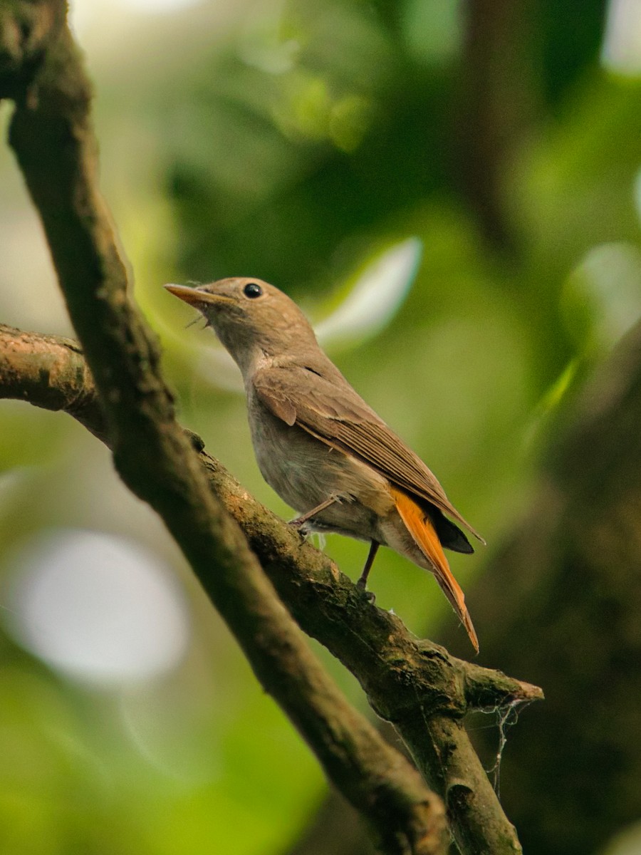 Rusty-tailed Flycatcher - Mainul Ahsan