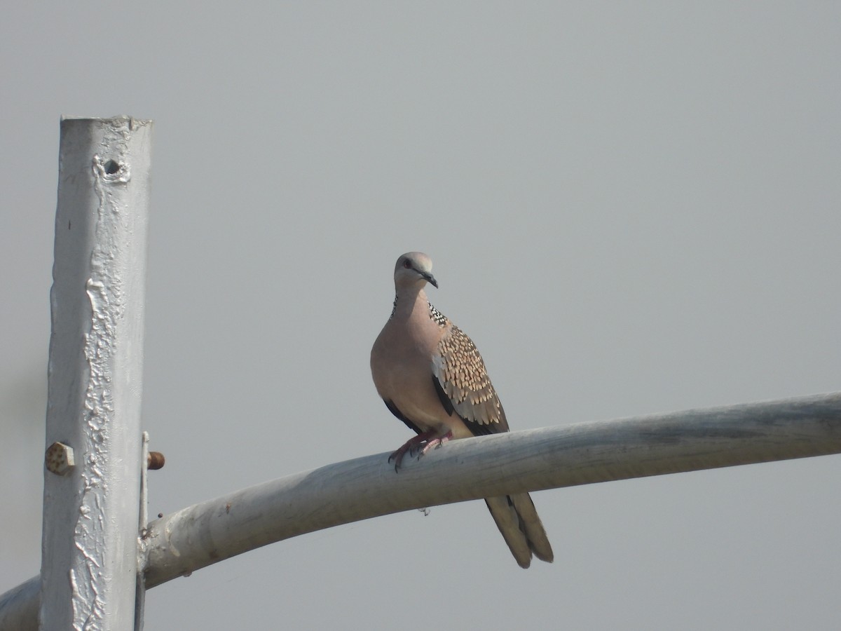 Spotted Dove - ML617814575