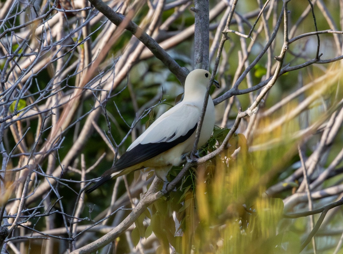 Pied Imperial-Pigeon - ML617814576