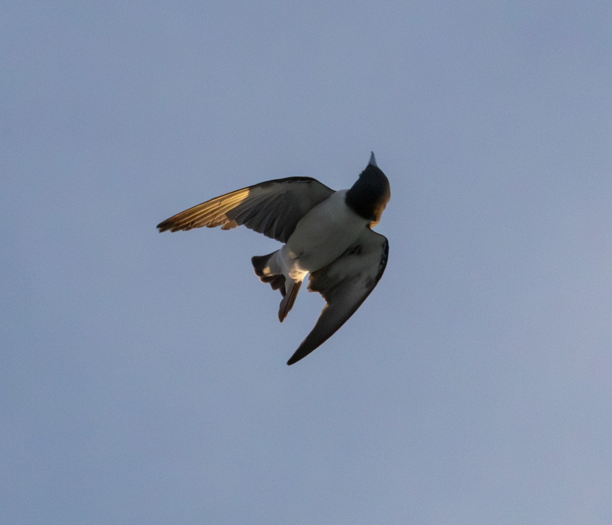 White-breasted Woodswallow - ML617814629