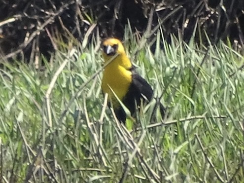 Yellow-headed Blackbird - ML617814659