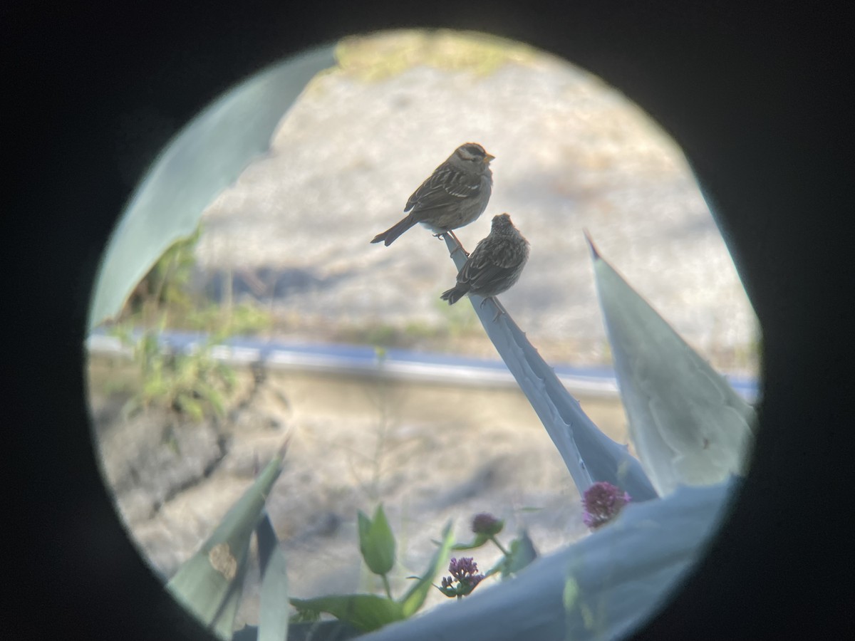White-crowned Sparrow (nuttalli) - Krish Maypole