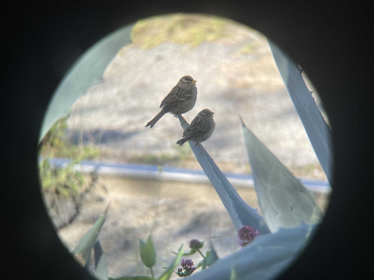White-crowned Sparrow (nuttalli) - ML617814691