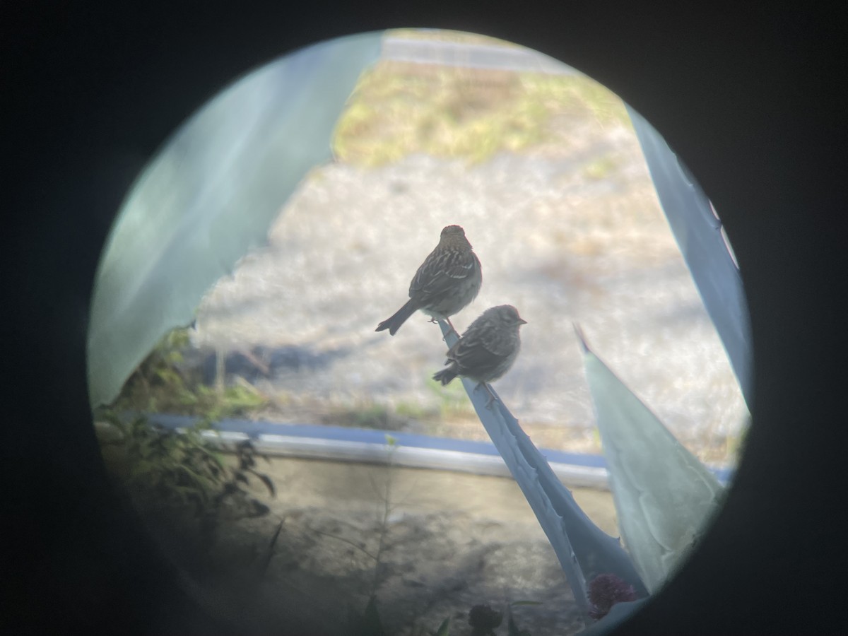 White-crowned Sparrow (nuttalli) - ML617814692
