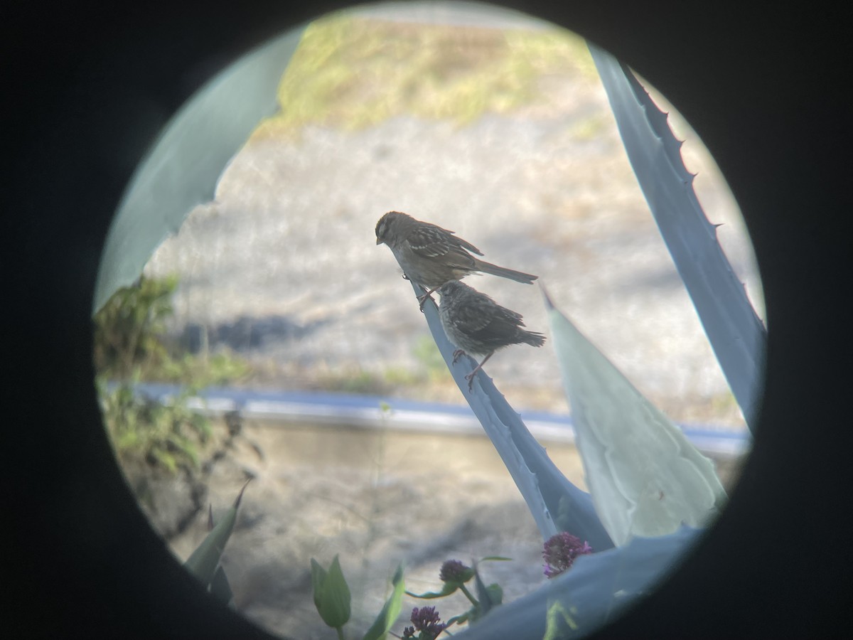 White-crowned Sparrow (nuttalli) - ML617814693