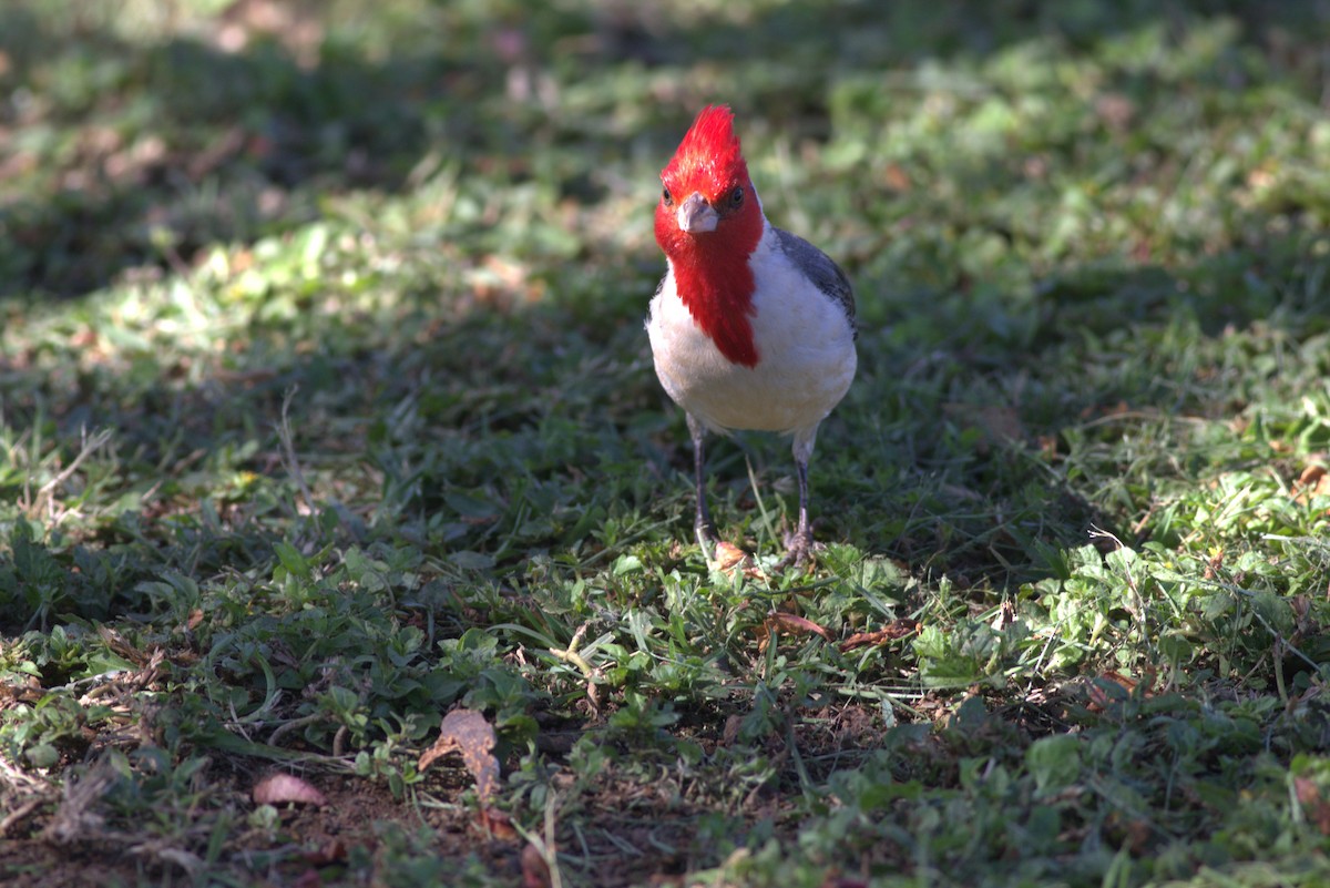 Red-crested Cardinal - ML617814711