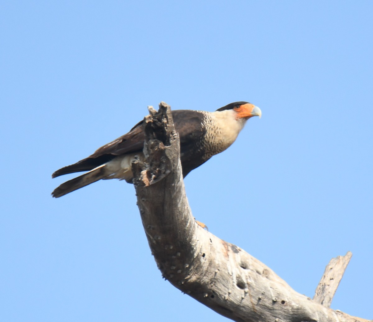 Crested Caracara - Leonardo Guzmán (Kingfisher Birdwatching Nuevo León)