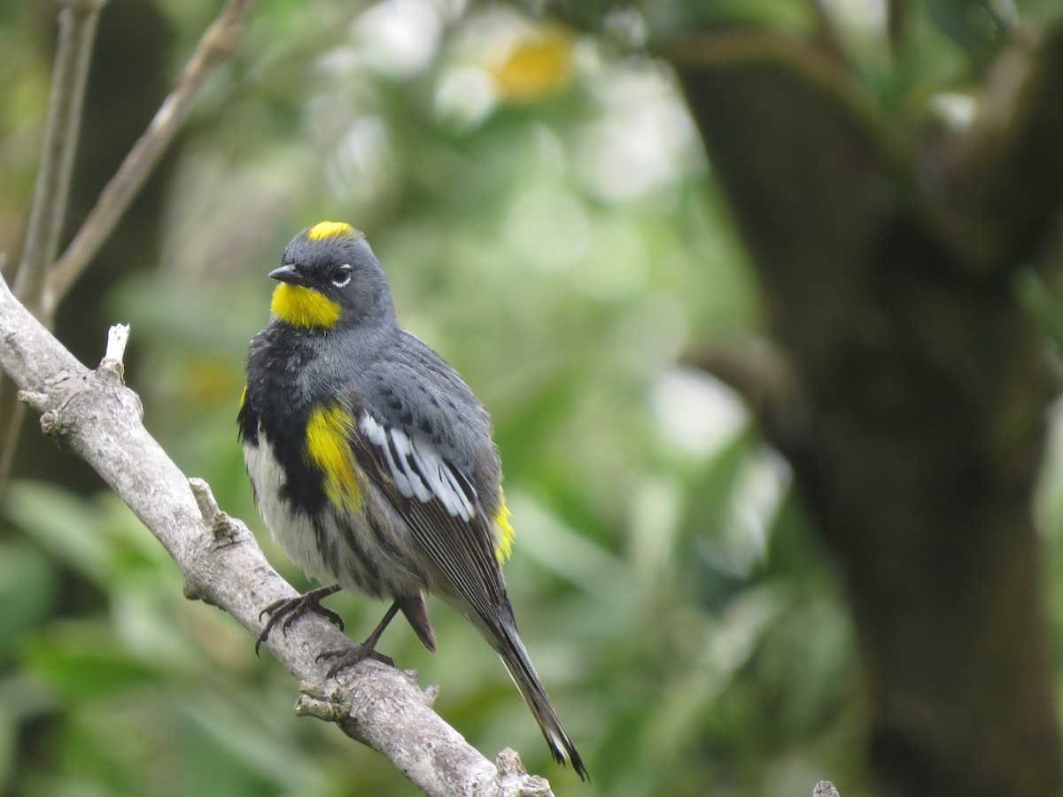 Yellow-rumped Warbler (Audubon's) - ML617814780