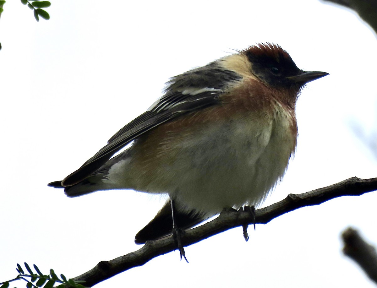 Bay-breasted Warbler - ML617814819