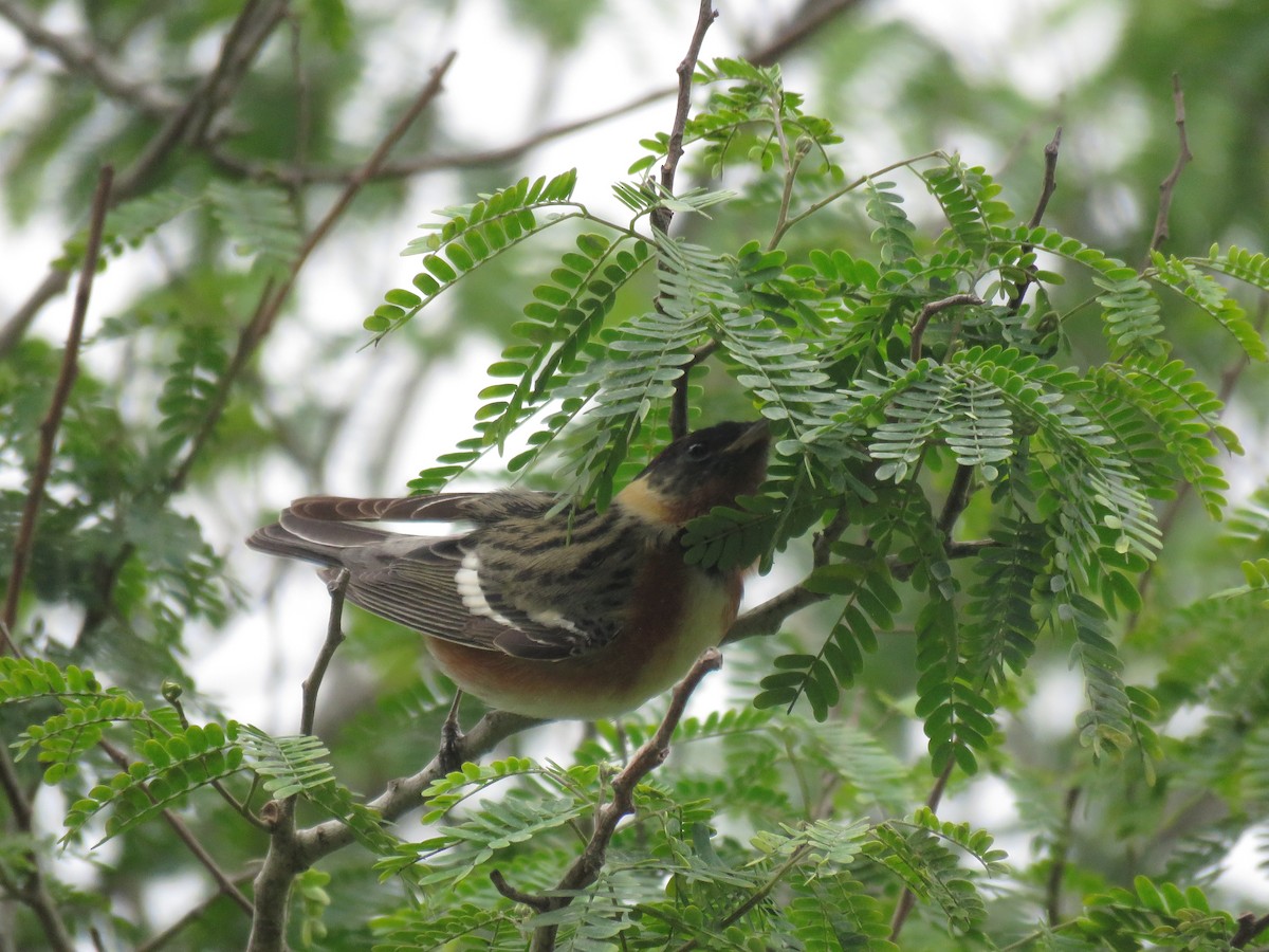Bay-breasted Warbler - ML617814824