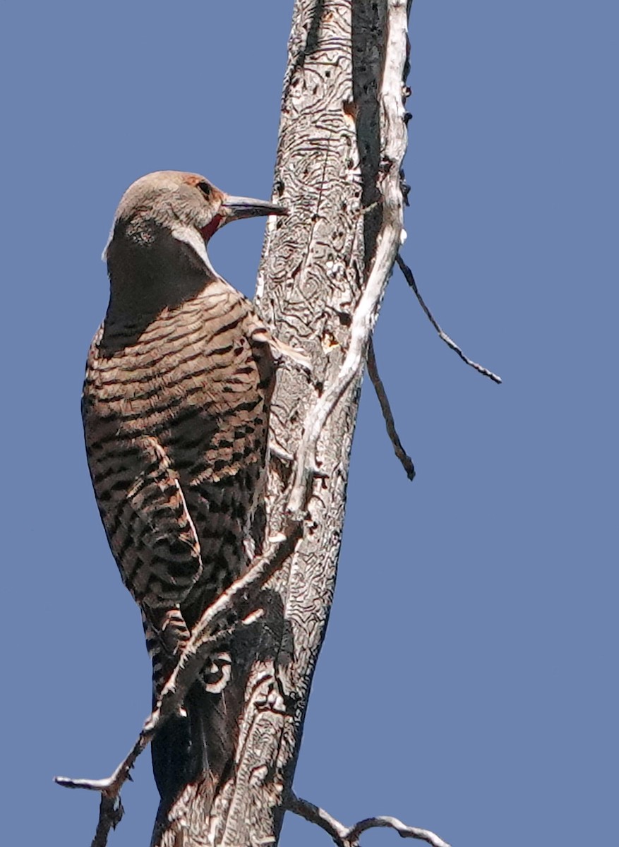 Northern Flicker (Red-shafted) - ML617814841