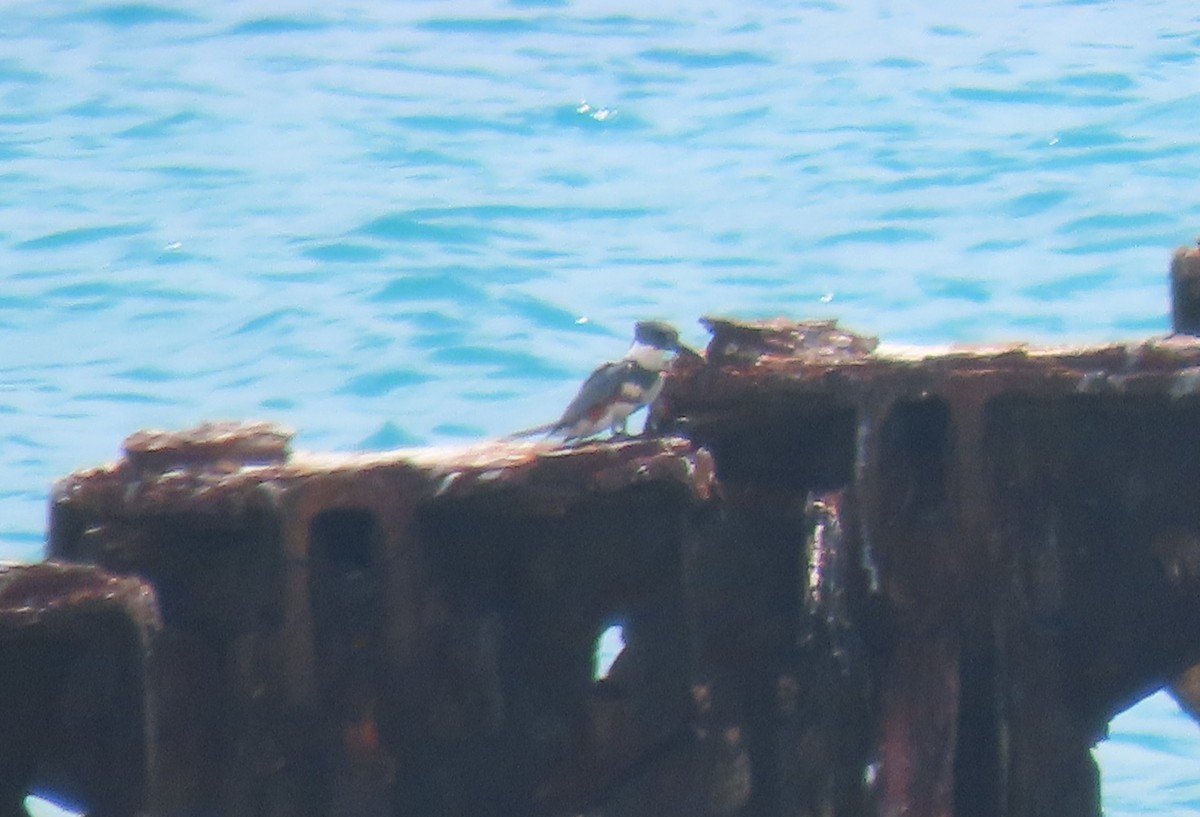 Belted Kingfisher - ML617814912