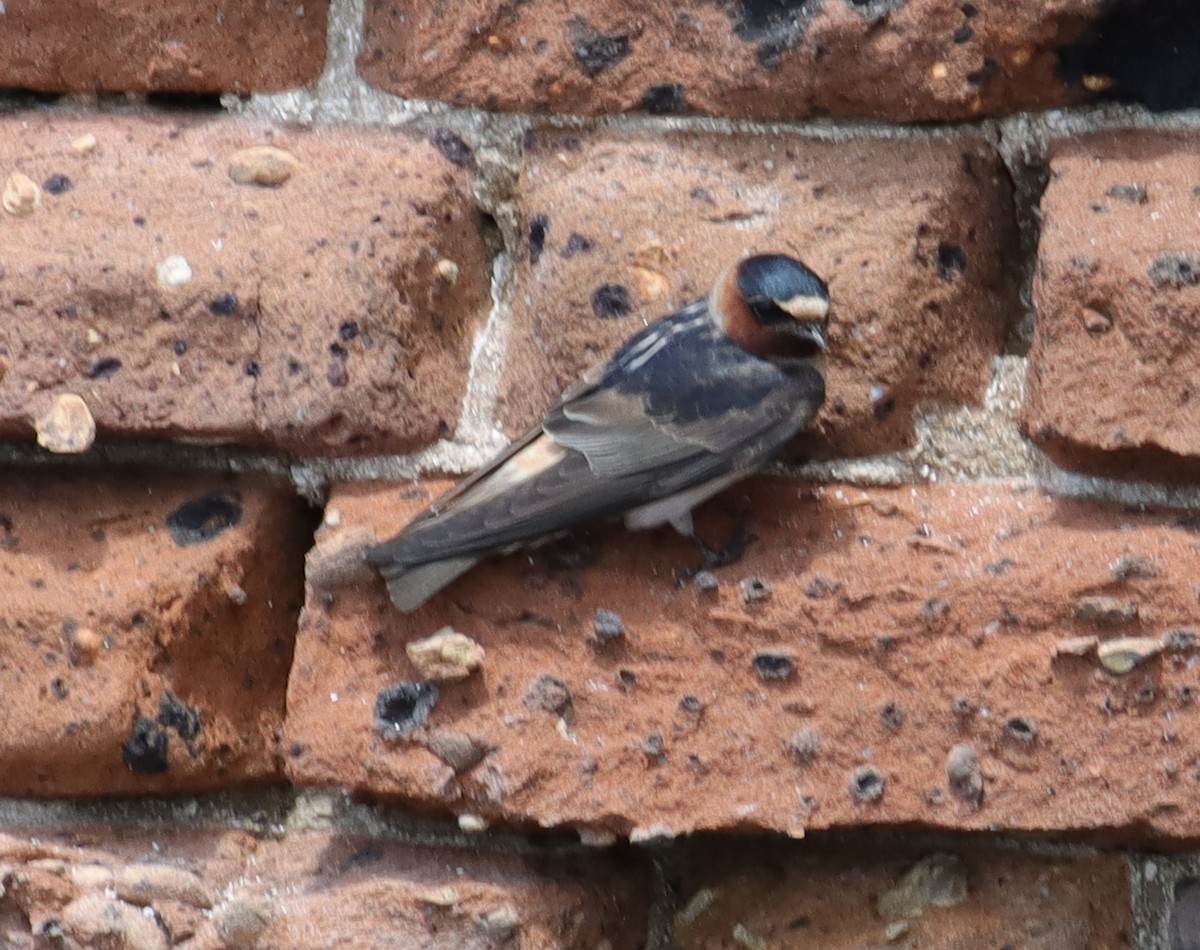 Cliff Swallow (pyrrhonota Group) - Colette Micallef
