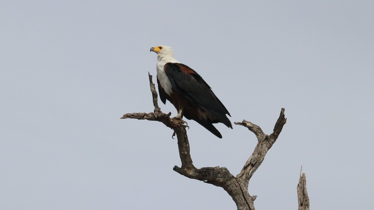 African Fish-Eagle - ML617815003